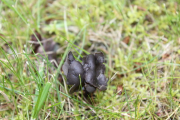 Fototapeta premium Black mushroom in the grass. Macro. Russia.