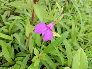 Purple Flower