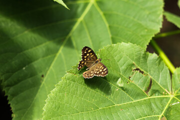 Pararge aegeria. Daytime brown butterfly sitting on green leaves