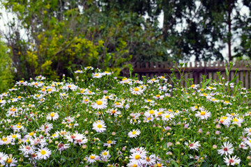 Flower meadows. Variety of forest colors. Field flowers.