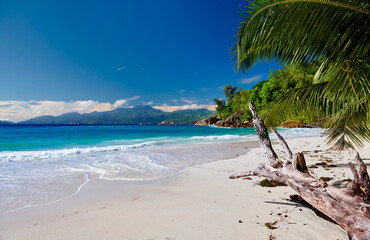 Fototapeta na wymiar Beautiful Anse Soleil beach with palm tree at Seychelles