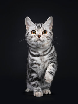 Cute silver tortie American Shorthair cat kitten, standing facing front. Looking at camera with orange eyes, one paw playful in air. Isolated on black background.