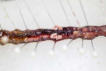 Sample study earthworm in laboratory.
