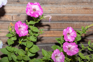 lilac flowers on wooden background