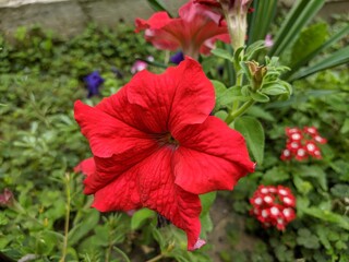 red petunia flower