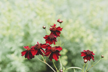 Coreopsis Limerock ruby flowers on a green background © Svitlana Ozirna