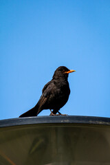 Eine Amsel auf einer Laterne