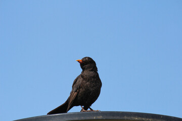 Eine Amsel auf einer Laterne