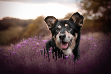 Mischling im Lavendel