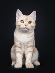 Fototapeta na wymiar Handsome silver creme tabby American Shorthair cat kitten, sitting facing front. Looking towards camera with orange eyes. Isolated on black background.