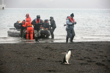 Adélie Penguin fleeing a group of visitors disembarking on the black beach of Deception Island. 
