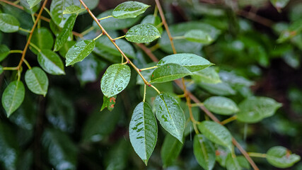 background wet cherry leaves with raindrops closeup