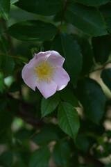 Whit Flower of Rose 'Rosa canina inermis' in Full Bloom
