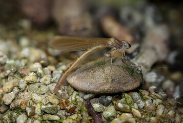 Portrait einer Kleinlibelle (Zygoptera) oder Wasserjunfer. Sie gehören zu den Libellen.
