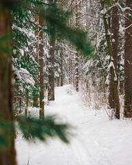 Winter in a pine forest