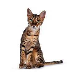 Obraz premium Cute F6 Savannah cat sitting up straight facing front. Looking at camera with green eyes and cute head tilt. Isolated on white background. Tail beside body.