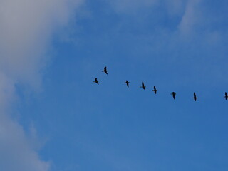 Gänse im Himmel