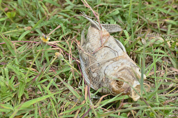 A fish bone was found on a grass field.