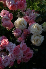 Whit Flower of Rose 'Royal Princess' in Full Bloom
