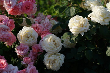 Whit Flower of Rose 'Royal Princess' in Full Bloom
