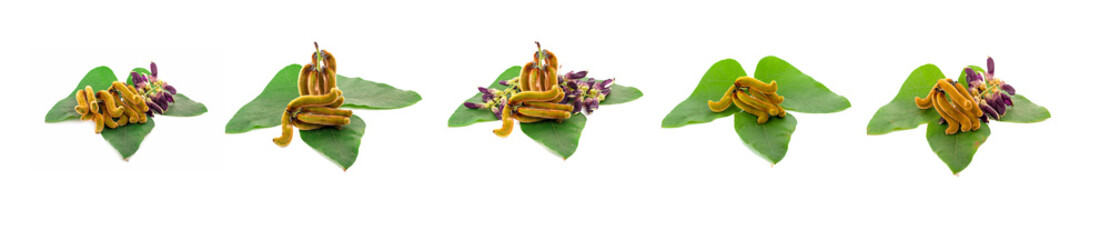 nettles brown pods with on white background(Mucuna pruriens).