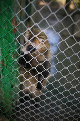 Caged raccoon dog in a zoo. Unhappy wild animals in captivity. Animal rights protection. Freedom from cage idea. Selective focus on face.