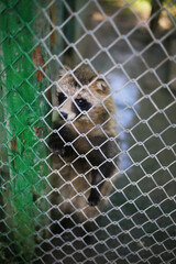 Caged raccoon dog in a zoo. Unhappy wild animals in captivity. Animal rights protection. Freedom from cage idea. Selective focus on face.