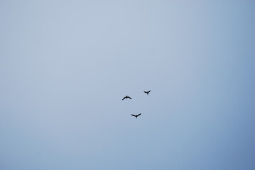 渡り鳥