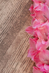 Salmon color Gladiolus blossom wooden background