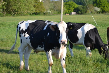 Fototapeta premium Cows in a field 