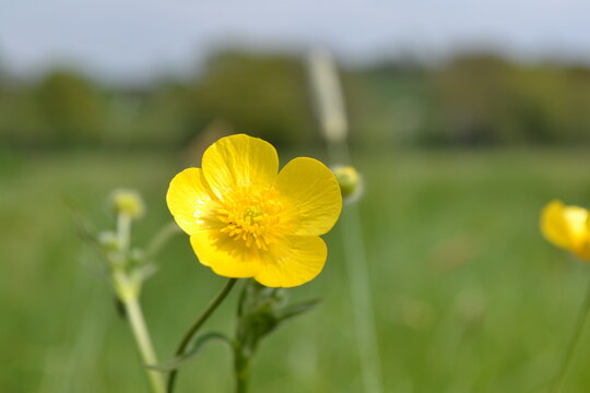 yellow buttercup  in field 