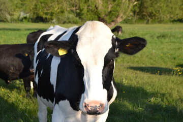 Obraz na płótnie Canvas Cows in a field 