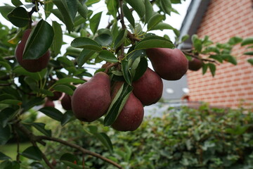 red fruit pear outside