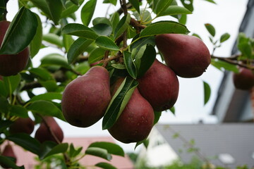 pear on tree, Williams Christ Birne