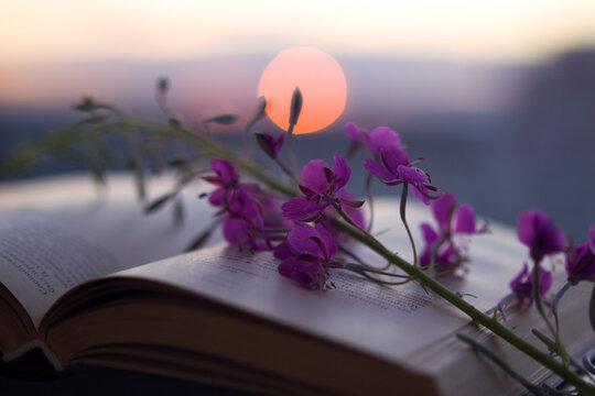 willow herb fowers on the opened book with round of orange sun close up