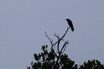 crow on a tree