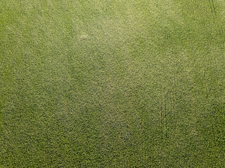 Green cornfield in Ukraine. Aerial drone view.