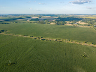 Naklejka premium Green cornfield in Ukraine. Aerial drone view.