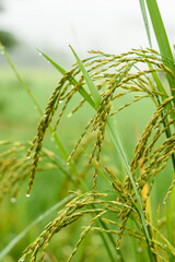  Rice fields