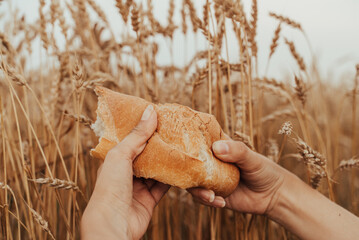 An advertisement for French bun. The girl holds loaf on background of wheat. Crispy bread
