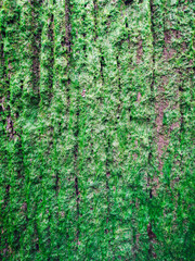 Green moss on a natural bark tree