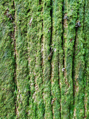 Green moss on a natural bark tree