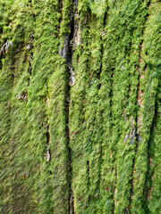 Green moss on a natural bark tree