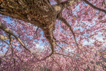 autumn leaves on the ground