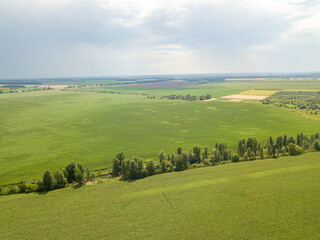 Green cornfield in Ukraine. Aerial drone view.