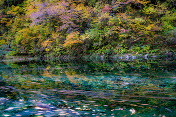 autumn leaves in water