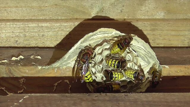 Hornissen im Nest, K&ouml;nigin und Arbeiterinnen
