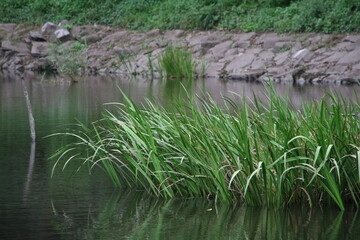 草が生える池の風景
