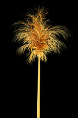 Golden palm on a black background. 3d rendering illustration. High resolution.