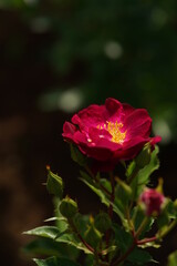 Red Flower of Rose 'Sangria Night' in Full Bloom
